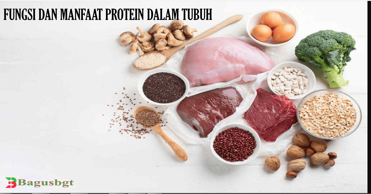 Fungsi Dan Manfaat Protein Dalam Tubuh